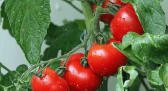 Sai come venivano usati i pomodori? Nessuno voleva mangiarli, il motivo è strabiliante
